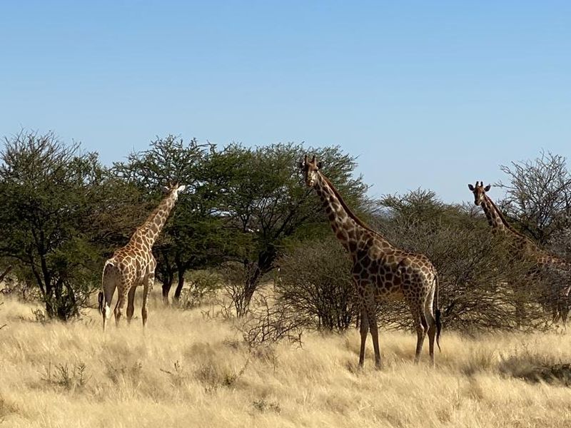 A scenic view of the natural landscape featuring indigenous trees and wildlife on the farm property.
