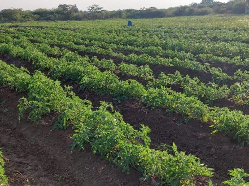 13 Hectares Farm for sale at Mangondi Ha Jimkone - Photo 5