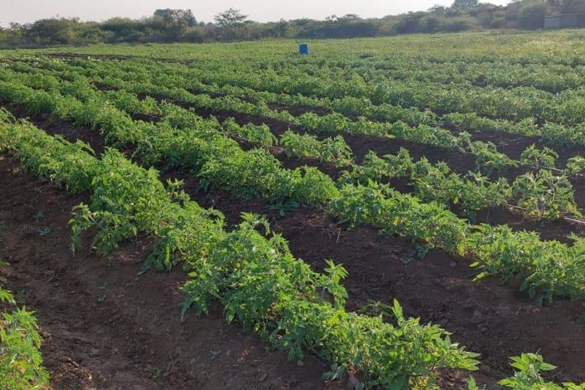 13 Hectares Farm for sale at Mangondi Ha Jimkone - Photo 5