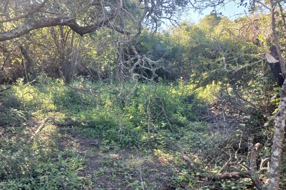 A view of a densely wooded and overgrown residential plot featuring mature trees and natural vegetation.