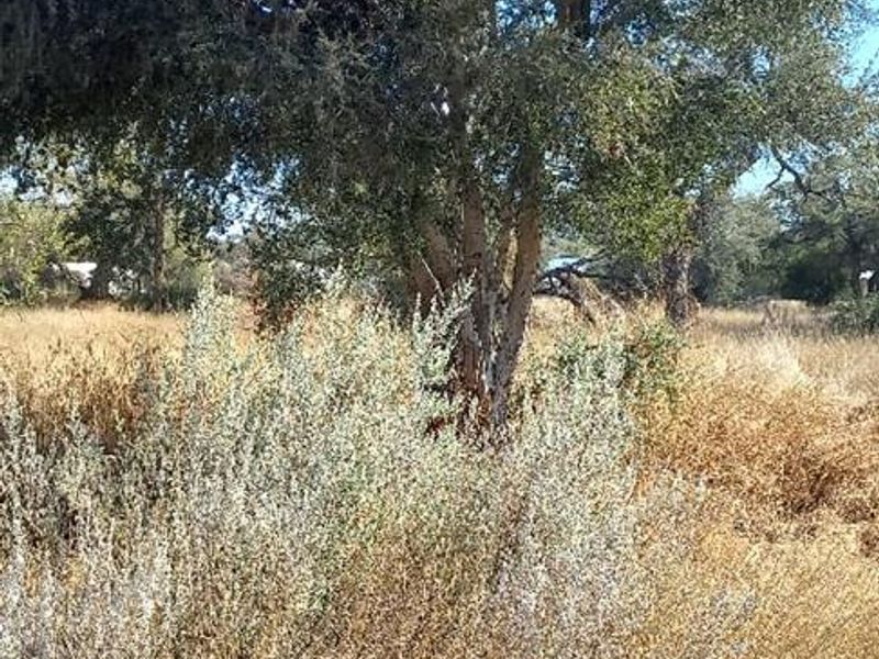A view of the vacant residential land featuring mature trees and natural dry grass vegetation.