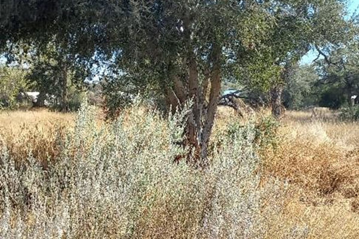 A view of the vacant residential land featuring mature trees and natural dry grass vegetation.