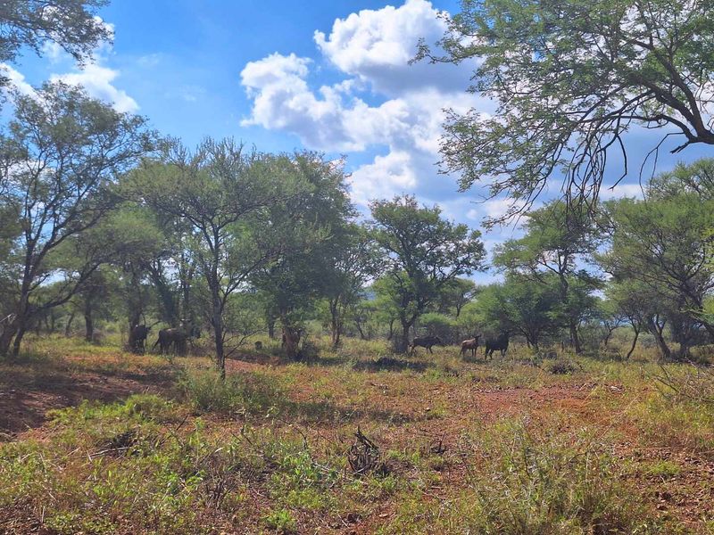 Infinite Beauty - Limited Sstands - Photo 8