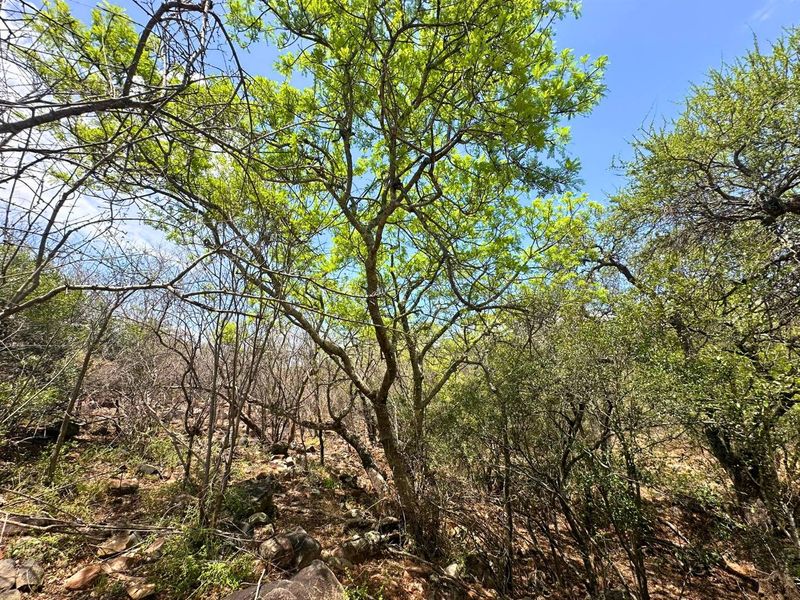 Elevated Stand with Views in Canyon Game Reserve. - Photo 8