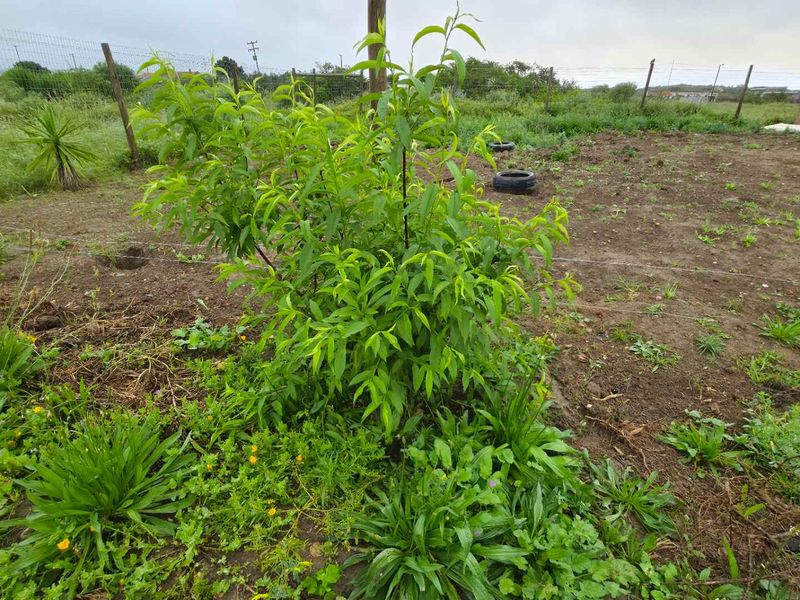 A large, undeveloped garden area featuring wire mesh fencing and natural vegetation, offering significant potential for landscaping and outdoor development.