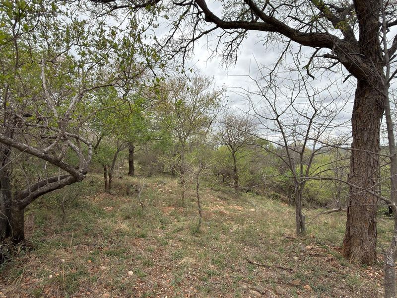 A view of the natural, undeveloped landscape featuring mature trees and native vegetation on the residential plot.