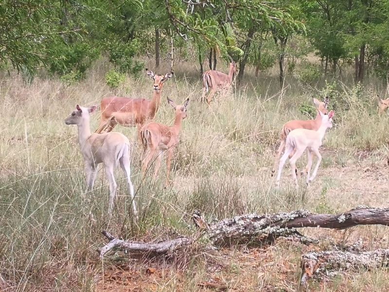 Farm for Sale - Photo 6