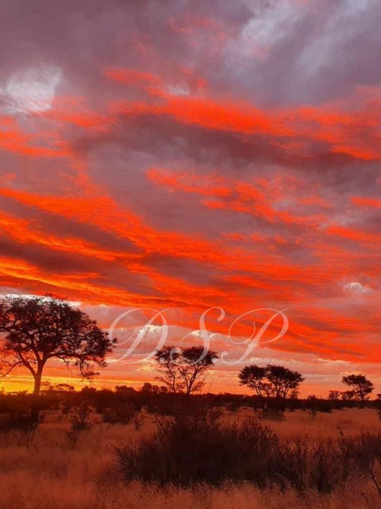 sunset at farm 