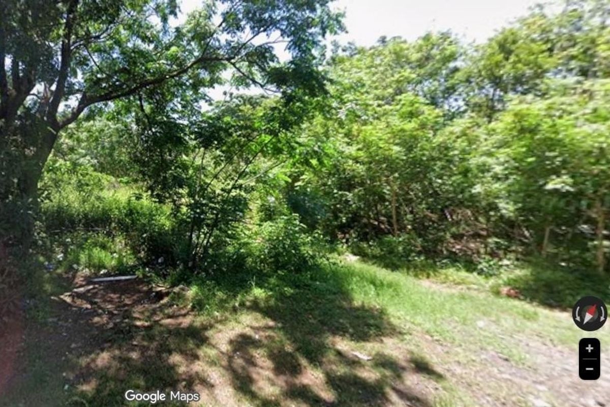 A view of a densely vegetated vacant residential plot featuring mature trees and natural ground cover.