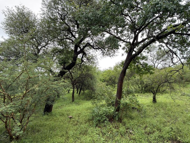 Beautiful stand in Elephant Eco Estate - Photo 4