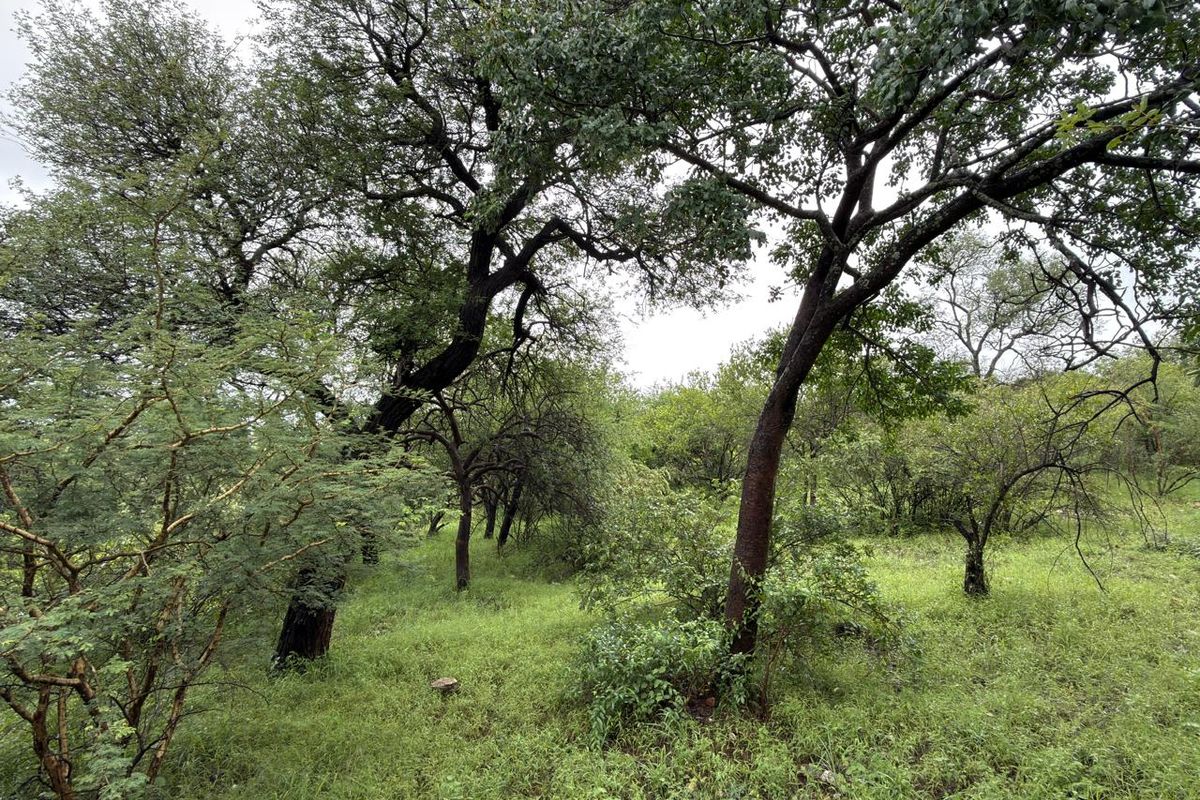 Beautiful stand in Elephant Eco Estate - Photo 4