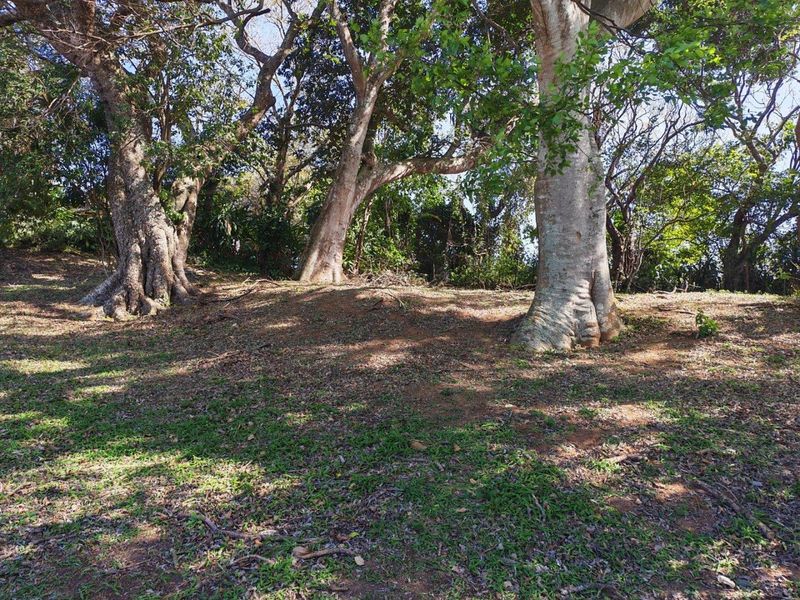 A view of a vacant residential plot featuring mature trees and natural ground cover, offering a peaceful and wooded setting.