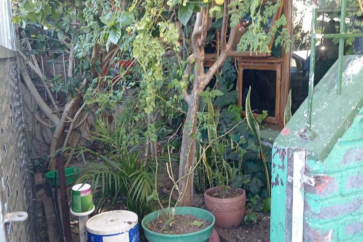 A narrow exterior side passage or courtyard area featuring overgrown garden vegetation and weathered brickwork with peeling paint.