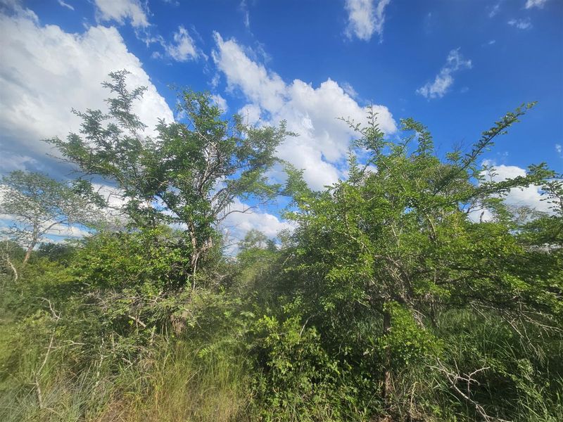 Riverfront stand on Moditlo Wildlife Estate - Photo 7