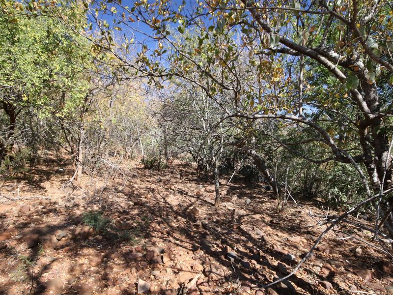 A view of the natural, undeveloped residential land featuring mature trees and rocky ground cover.