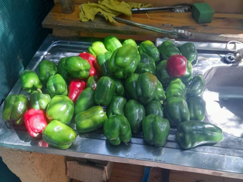 "Exceptional Farm for sale: Livestock, game & Luxury Living Combined - Photo 2