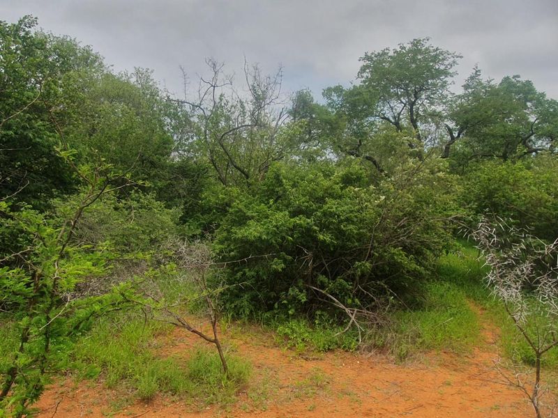 Vacant plot for sale in the most sought-after Hoedspruit Wildlife Estate - Photo 6