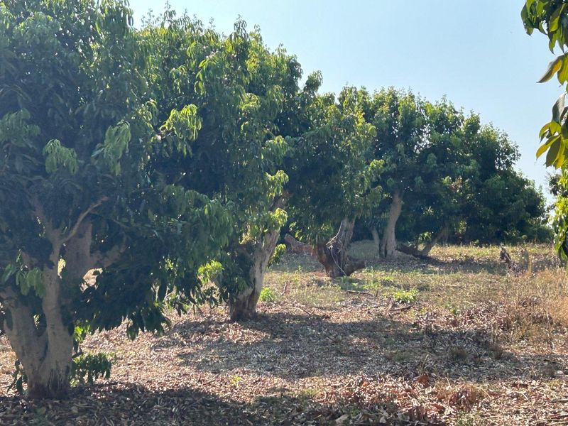 Magnificent Riverfront with island 9.5 Ha Litchi & Macadamia Farm on the Banks of the Letaba River - Photo 9