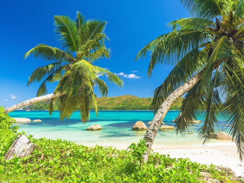 A scenic view of a pristine tropical beach with turquoise waters, white sand, and lush palm trees under a clear blue sky.