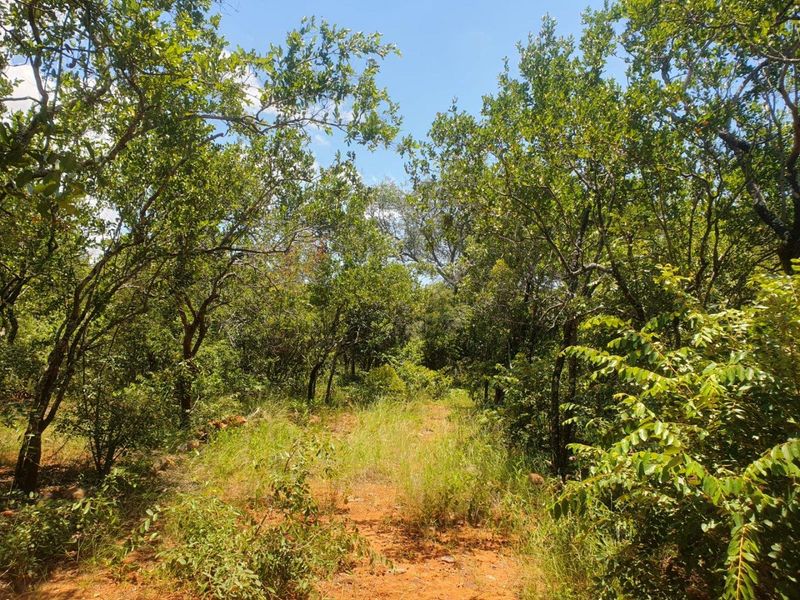 Nature Lovers Piece of Paradise!! - Photo 6