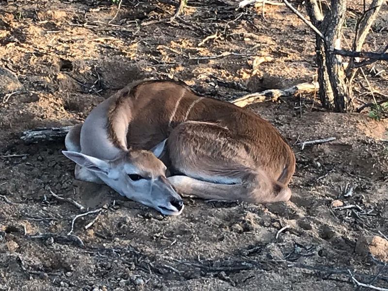 A young antelope resting on the ground in a natural outdoor setting on the property.