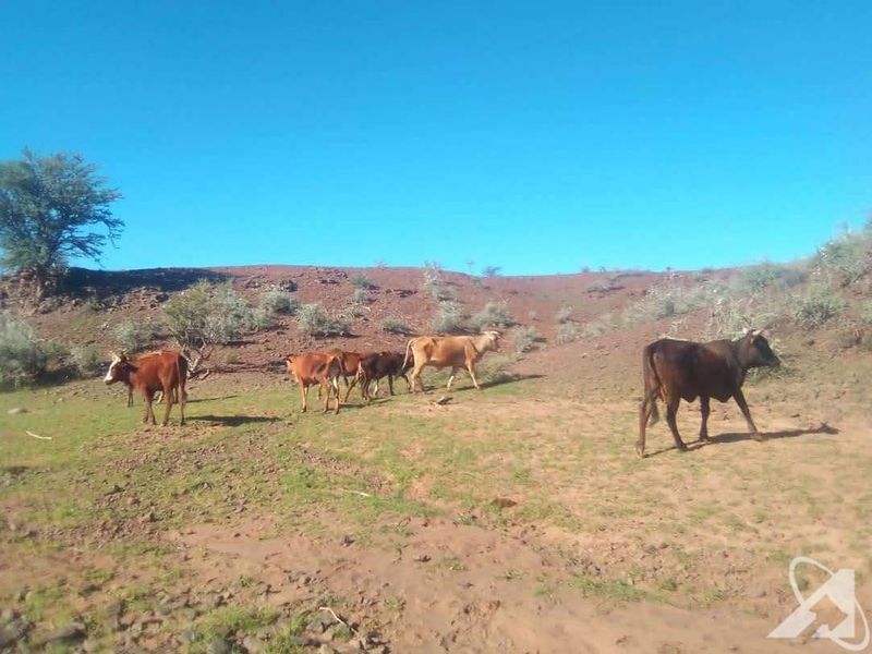 For Sale - Farm - Rehoboth district - Photo 8