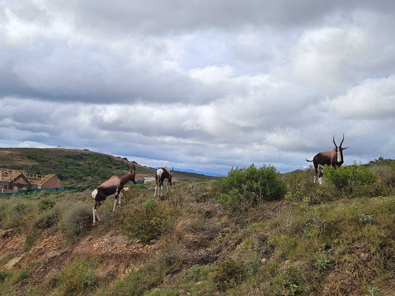 Discover your dream home at Outeniquasbosch Wildlife Village - Photo 4