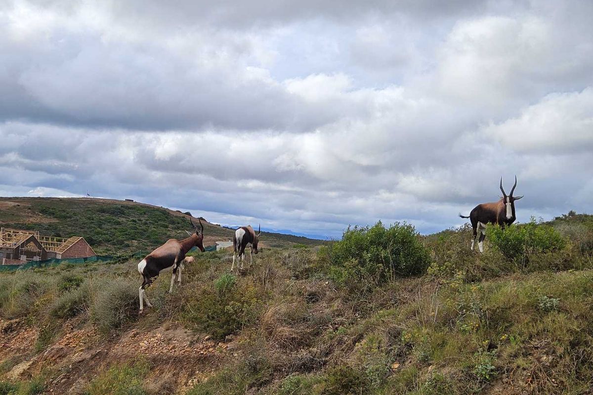 Discover your dream home at Outeniquasbosch Wildlife Village - Photo 4