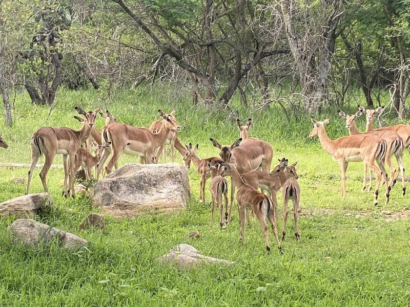 River Front Stand for Sale in Sharalumbi Wildlife Estate - Photo 4