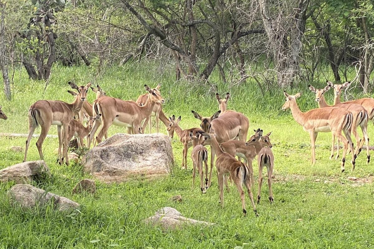 River Front Stand for Sale in Sharalumbi Wildlife Estate - Photo 4