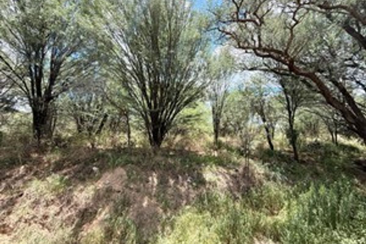 A view of the natural landscape featuring mature trees and native vegetation on the residential vacant land.