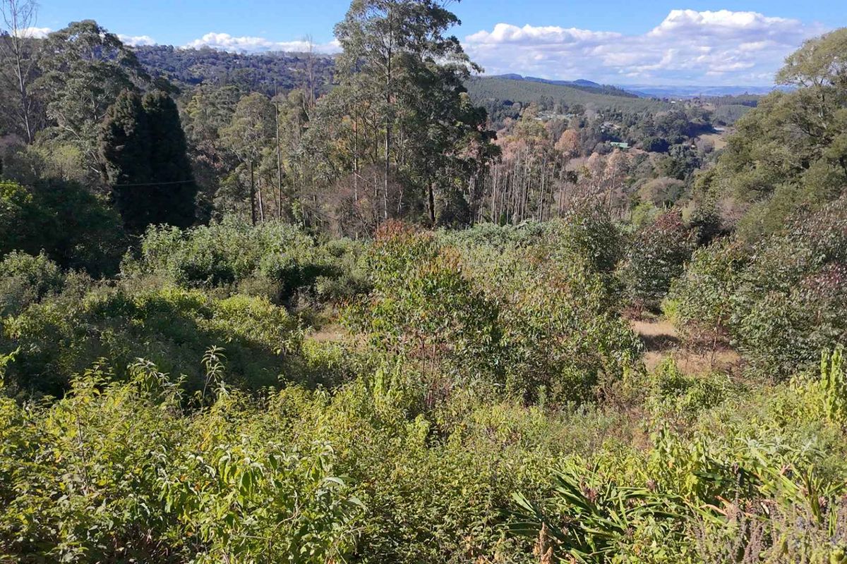 A scenic view of the natural landscape featuring dense native vegetation and rolling hills on this vacant residential property.