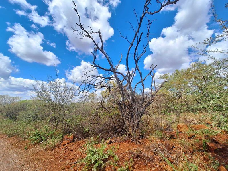 Infinite Beauty - Limited Sstands - Photo 3