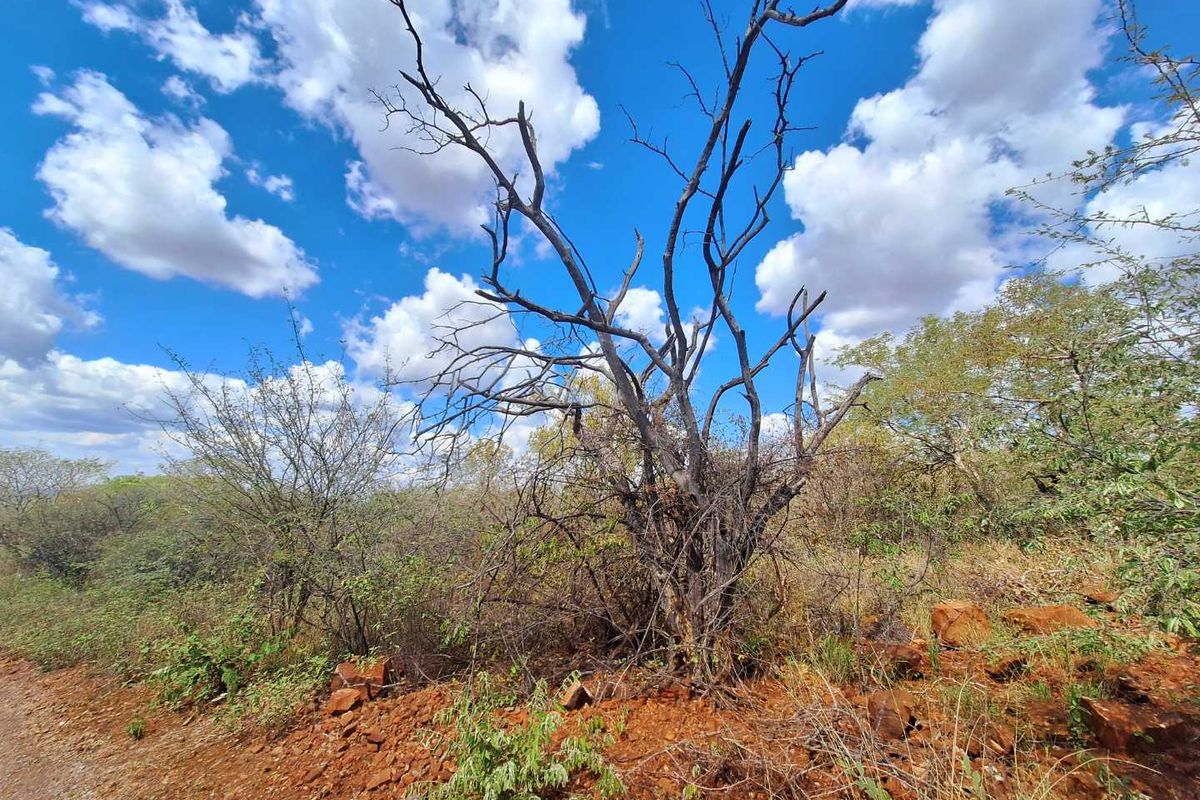 Infinite Beauty - Limited Sstands - Photo 3