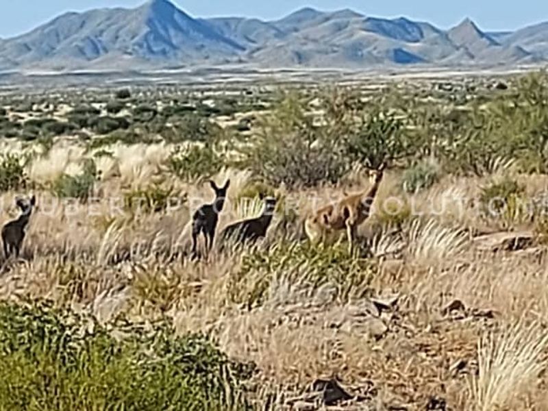 EXCEPTIONAL INVESTORS OPPORTUNITY GAME FARM FOR SALE IN THE SOUTH OF NAMIBIA - Photo 4