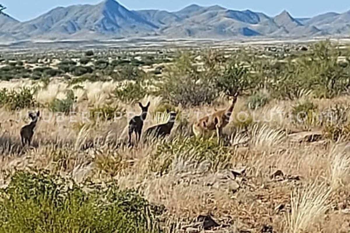 EXCEPTIONAL INVESTORS OPPORTUNITY GAME FARM FOR SALE IN THE SOUTH OF NAMIBIA - Photo 4