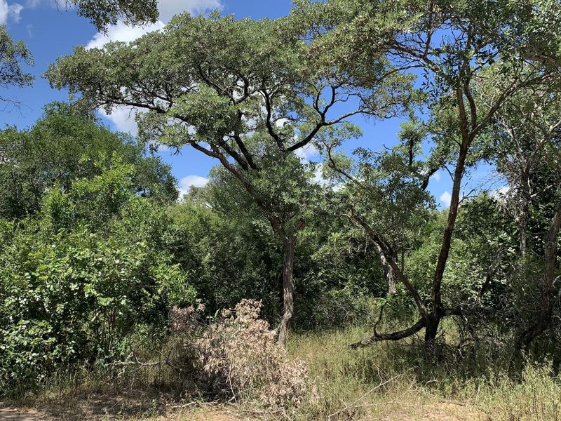 A view of the natural, undeveloped landscape featuring mature indigenous trees and dense vegetation on the residential plot.