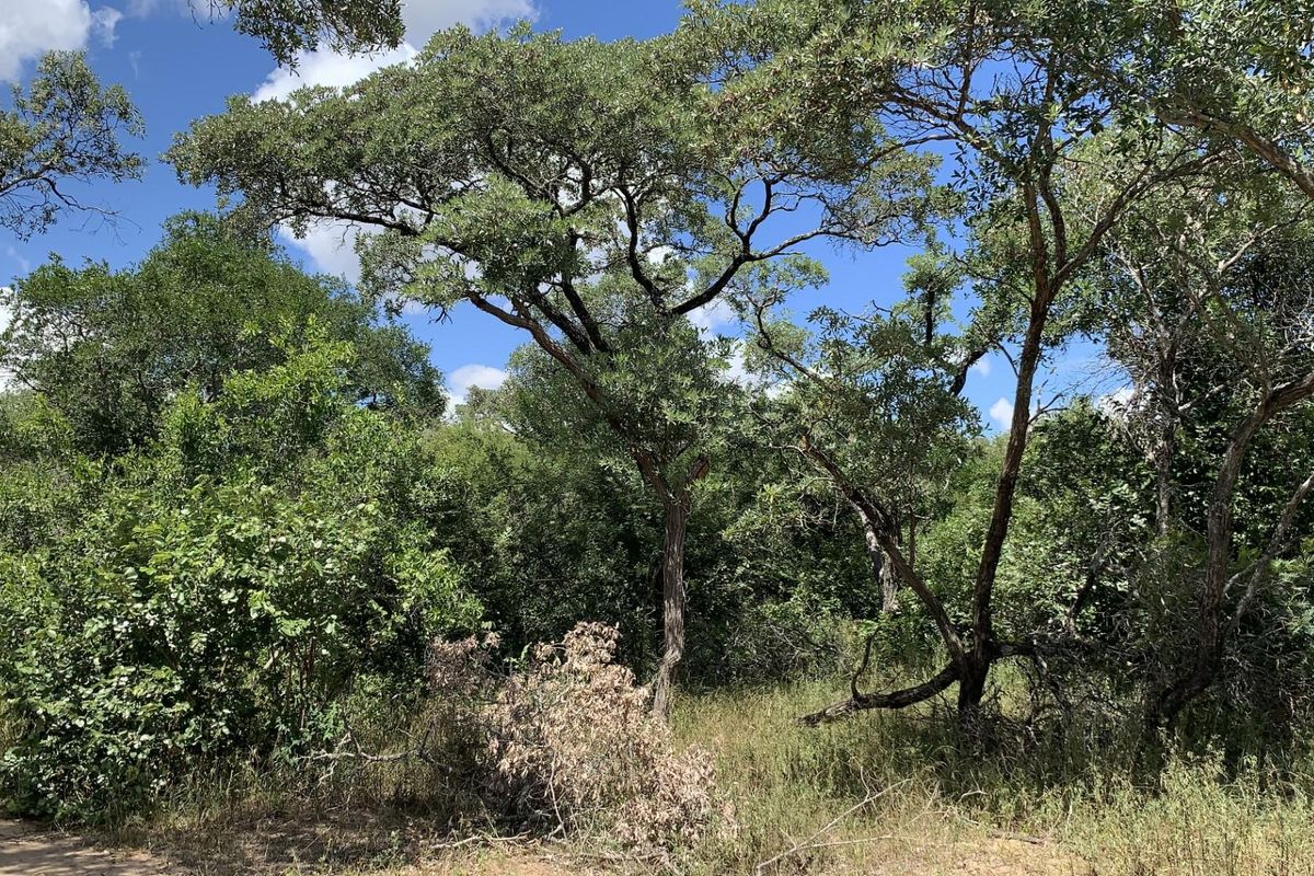 A view of the natural, undeveloped landscape featuring mature indigenous trees and dense vegetation on the residential plot.