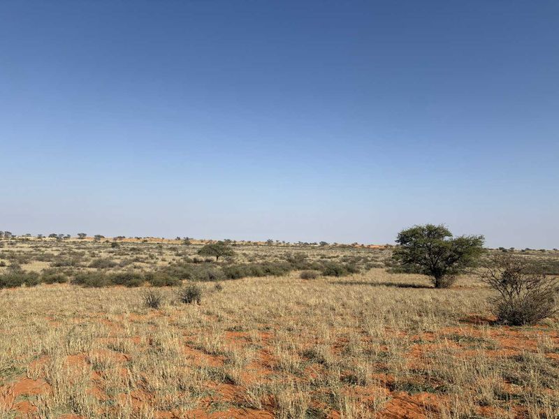 Expansive view of the open farm landscape featuring natural dry grassland and scattered indigenous trees under a clear blue sky.