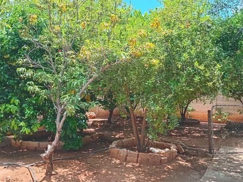 A private garden area featuring established fruit trees, brick-edged planters, a concrete pathway, and perimeter walling.