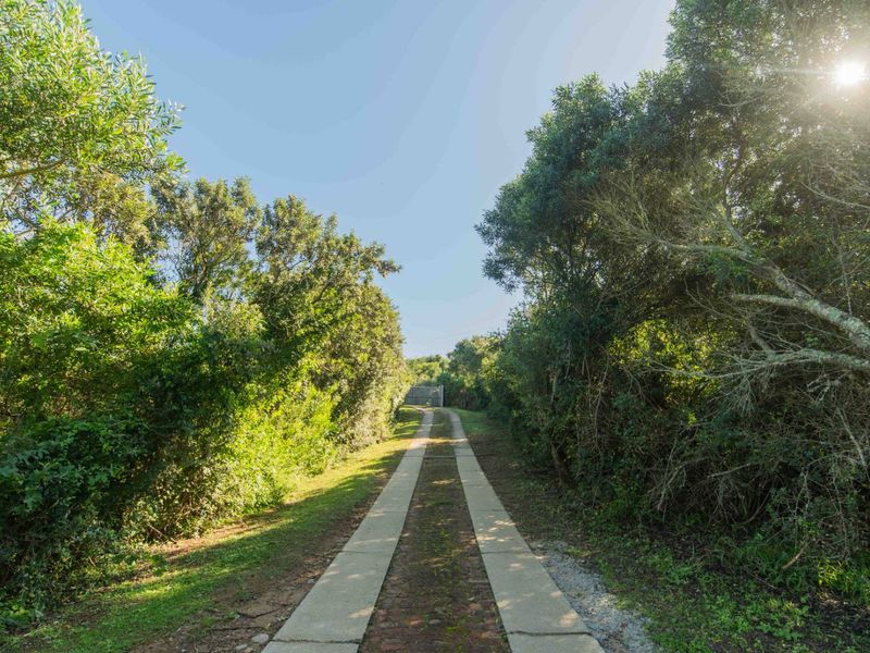 A scenic driveway lined with mature trees leading towards a gated entrance, offering a private and natural approach to the property.