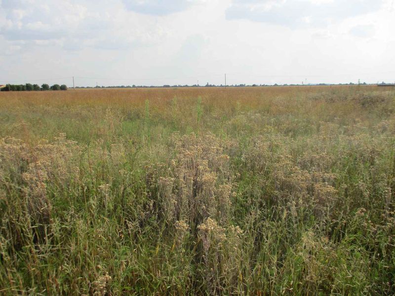A wide, open expanse of vacant residential land featuring natural grassland and clear horizon views.