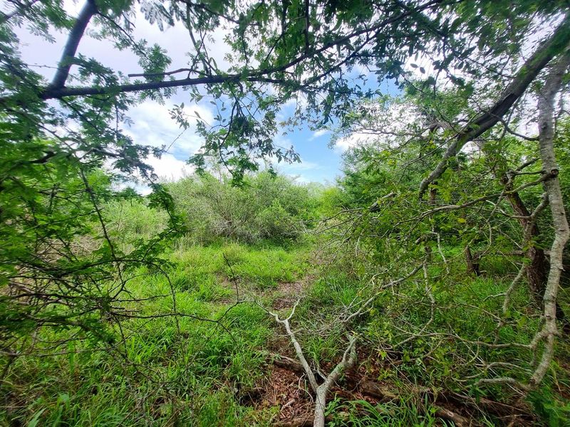 Well-Located, Riverfront Stand in Moditlo Wildlife Estate - Photo 5