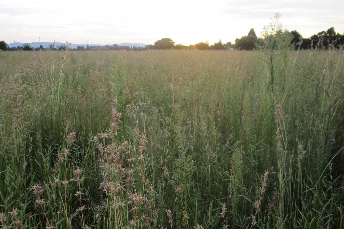 A view of an expansive, undeveloped vacant commercial land plot covered in tall grass and natural vegetation.