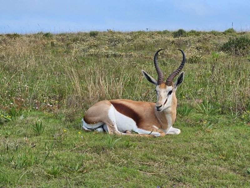 Exclusive Opportunity - 619m2 Vacant Stand For Sale in Hartland Lifestyle Estate - Photo 10