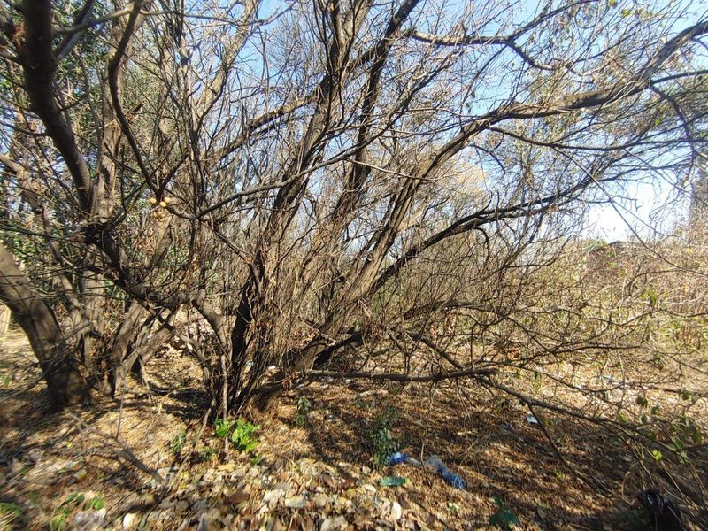 A view of a densely overgrown residential plot featuring mature trees and natural ground cover, requiring clearing and landscaping.