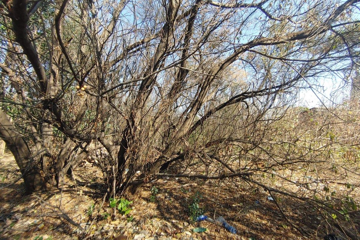A view of a densely overgrown residential plot featuring mature trees and natural ground cover, requiring clearing and landscaping.
