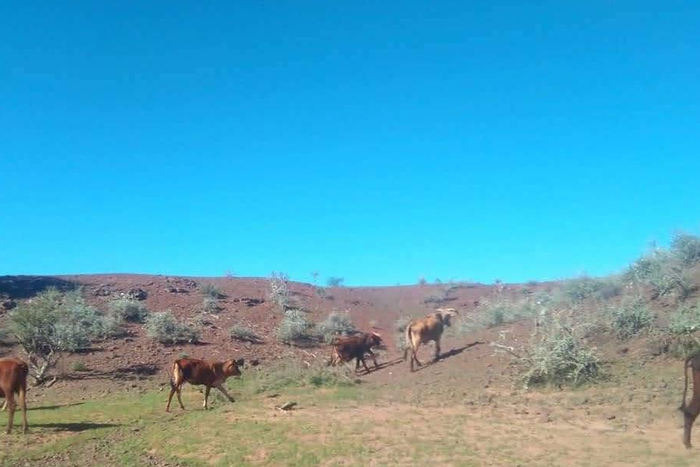 Property #2488138, Farm For Sale in Kalkrand Central