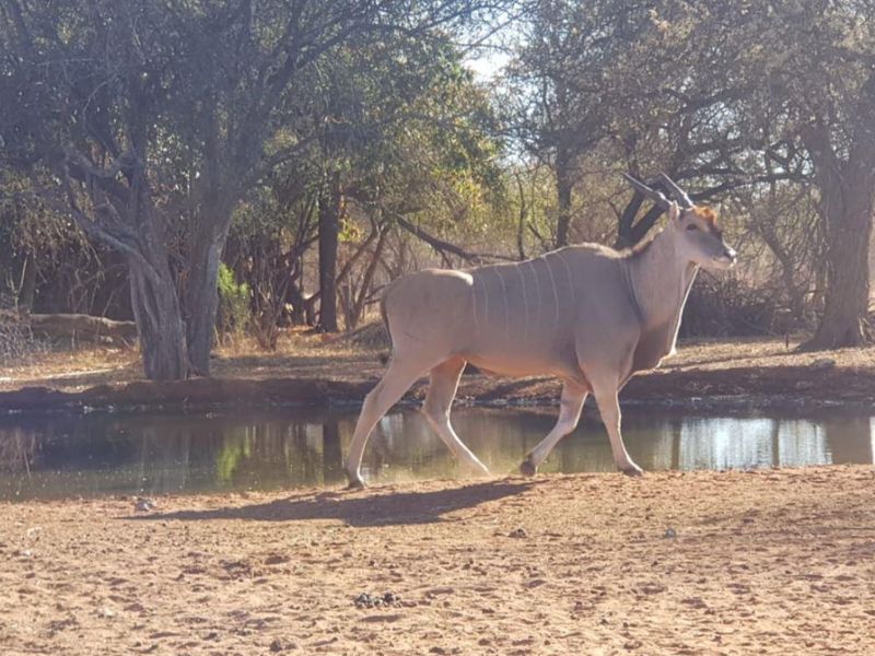 A scenic view of a natural waterhole on the farm property, featuring surrounding trees and wildlife.