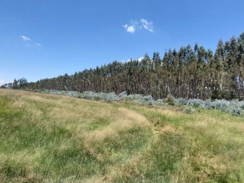 600ha Multi-Income Farm & Lifestyle Estate – Belfast / Dullstroom Area - Photo 5